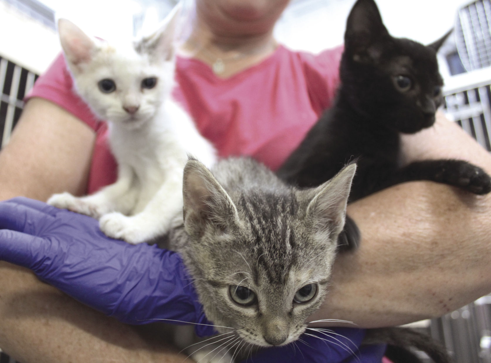 Pet of the Week: A big bunch of kittens
